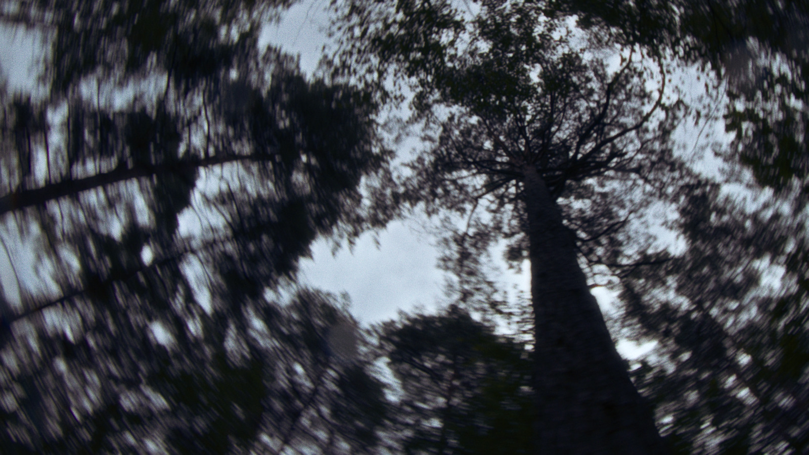 looking up at a tall tree in a forest