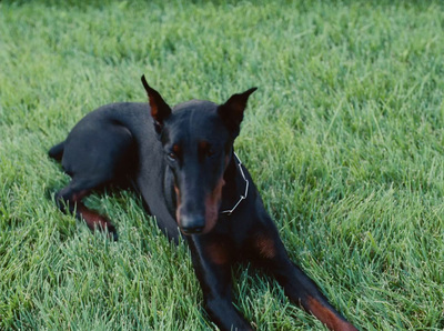 a black and brown dog laying on top of a lush green field