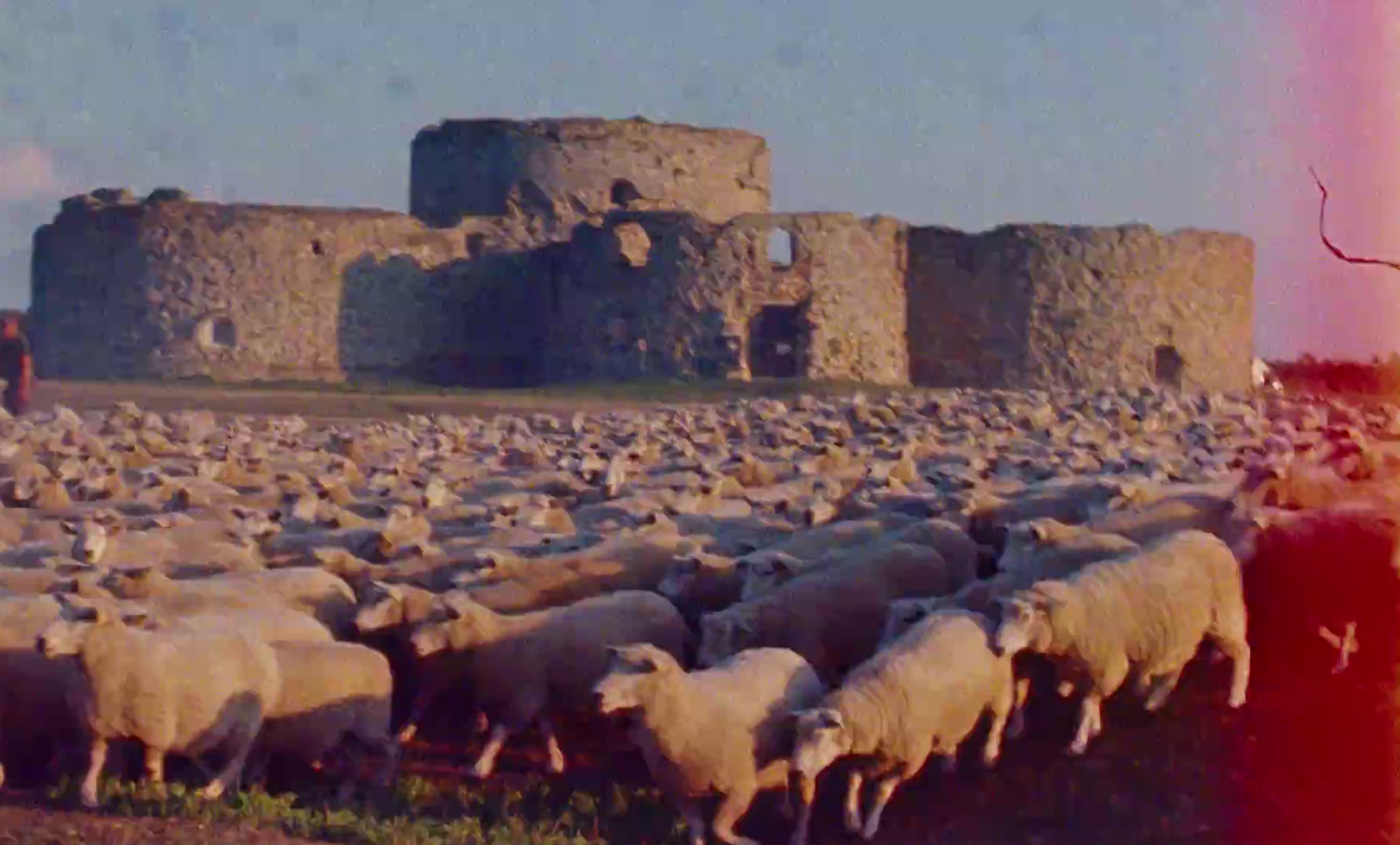 a herd of sheep standing in front of a castle