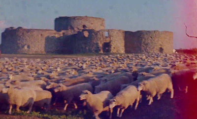 a herd of sheep standing in front of a castle