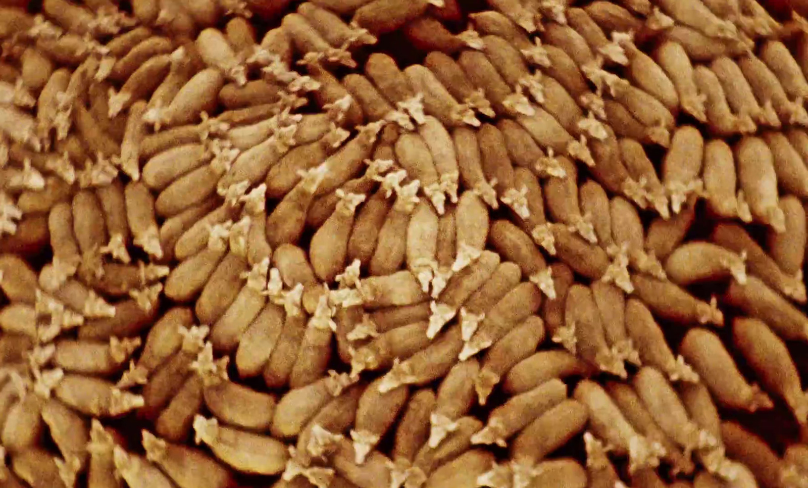 a large pile of peanuts sitting on top of a table