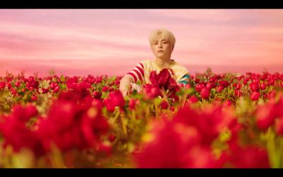 a boy sitting in a field of red flowers