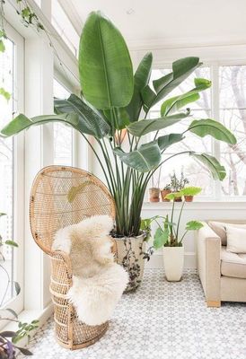 a living room filled with lots of plants and furniture