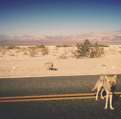 a dog standing on the side of a road