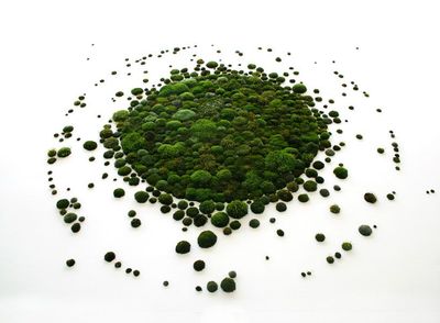 a circle of moss sitting on top of a white surface