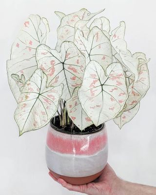 a hand holding a potted plant with white leaves