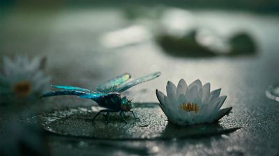 a blue dragonfly sitting on top of a white flower