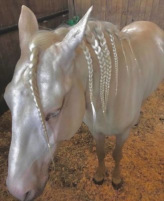 a white horse with braids on it's head