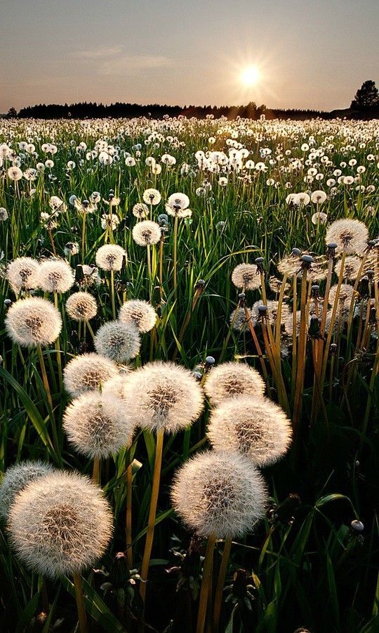 a field of dandelions with the sun in the background