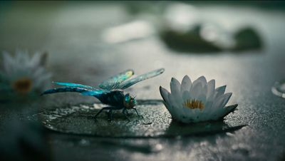 a couple of bugs sitting on top of a white flower