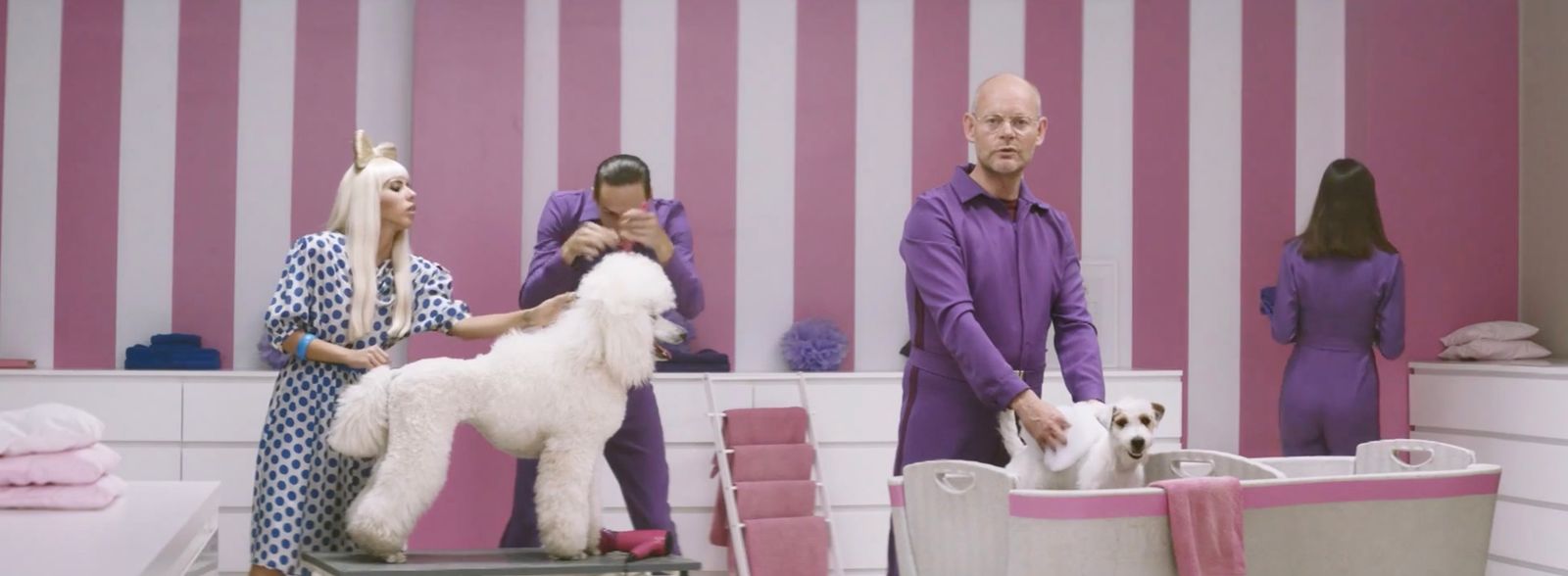 a group of people standing around a white dog