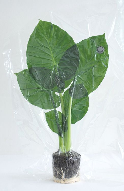 a green plant in a plastic bag on a white background