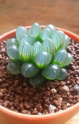 a small green plant in a brown pot