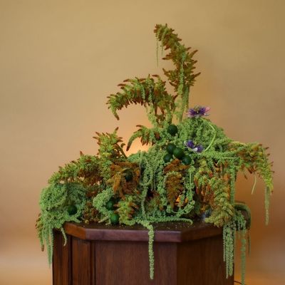 a potted plant sitting on top of a wooden table