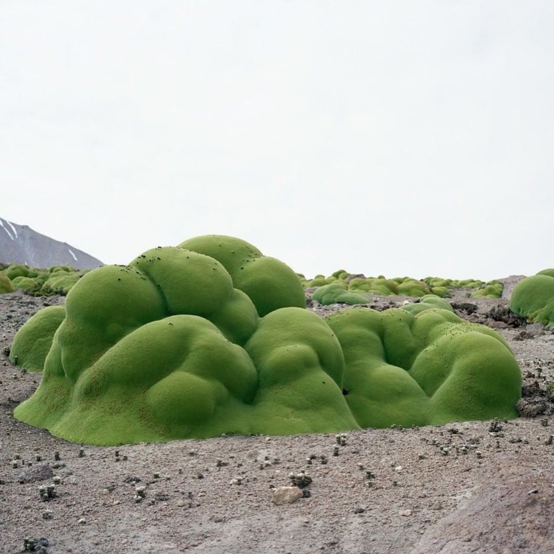 a bunch of green plants that are in the dirt