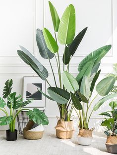 a variety of house plants on a table