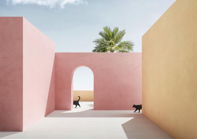 a cat walking through a pink building with a palm tree in the background