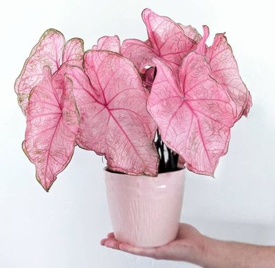 a hand holding a pink potted plant with pink leaves