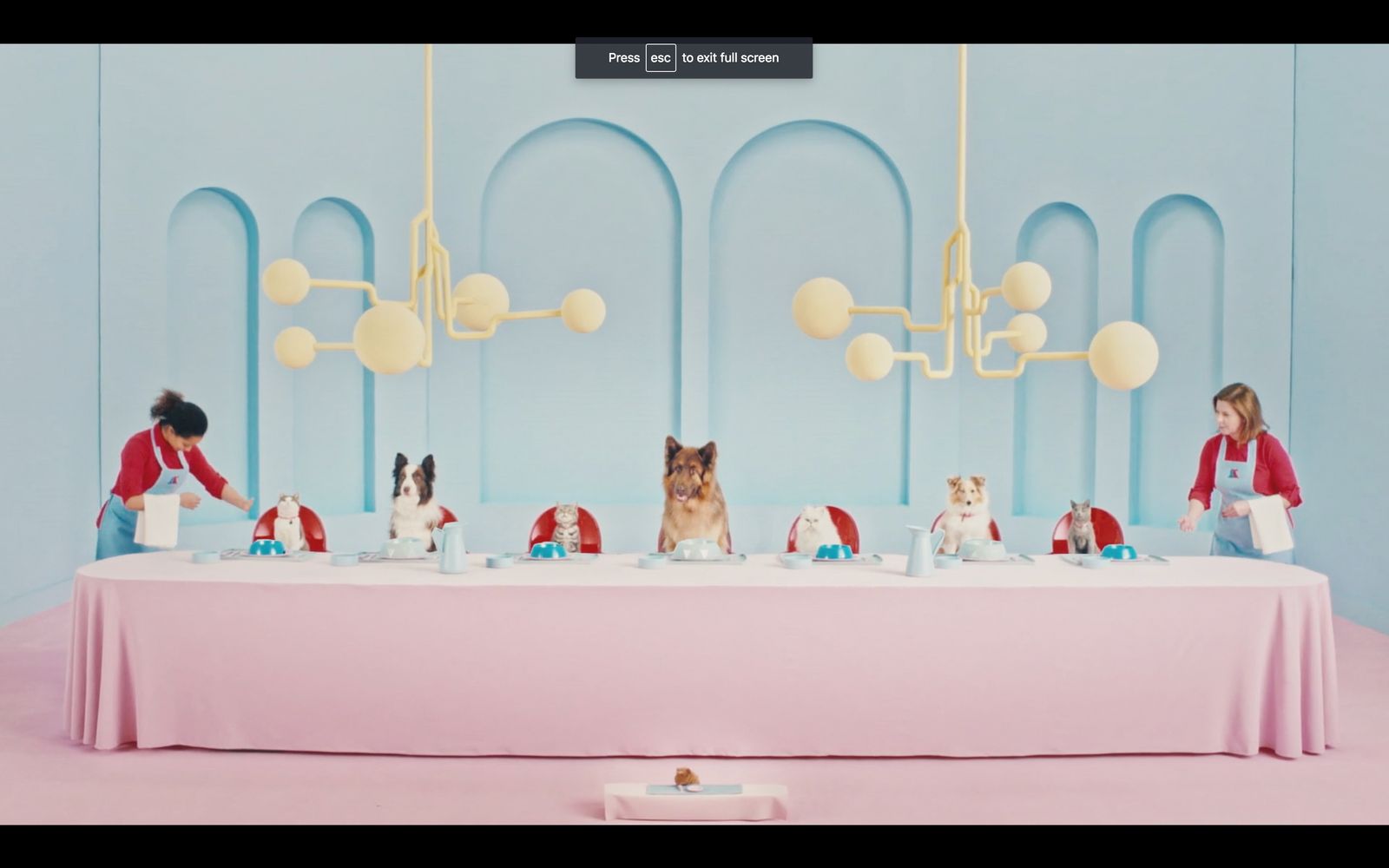 a group of dogs sitting at a long table