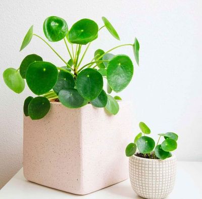 a potted plant sitting on top of a white table