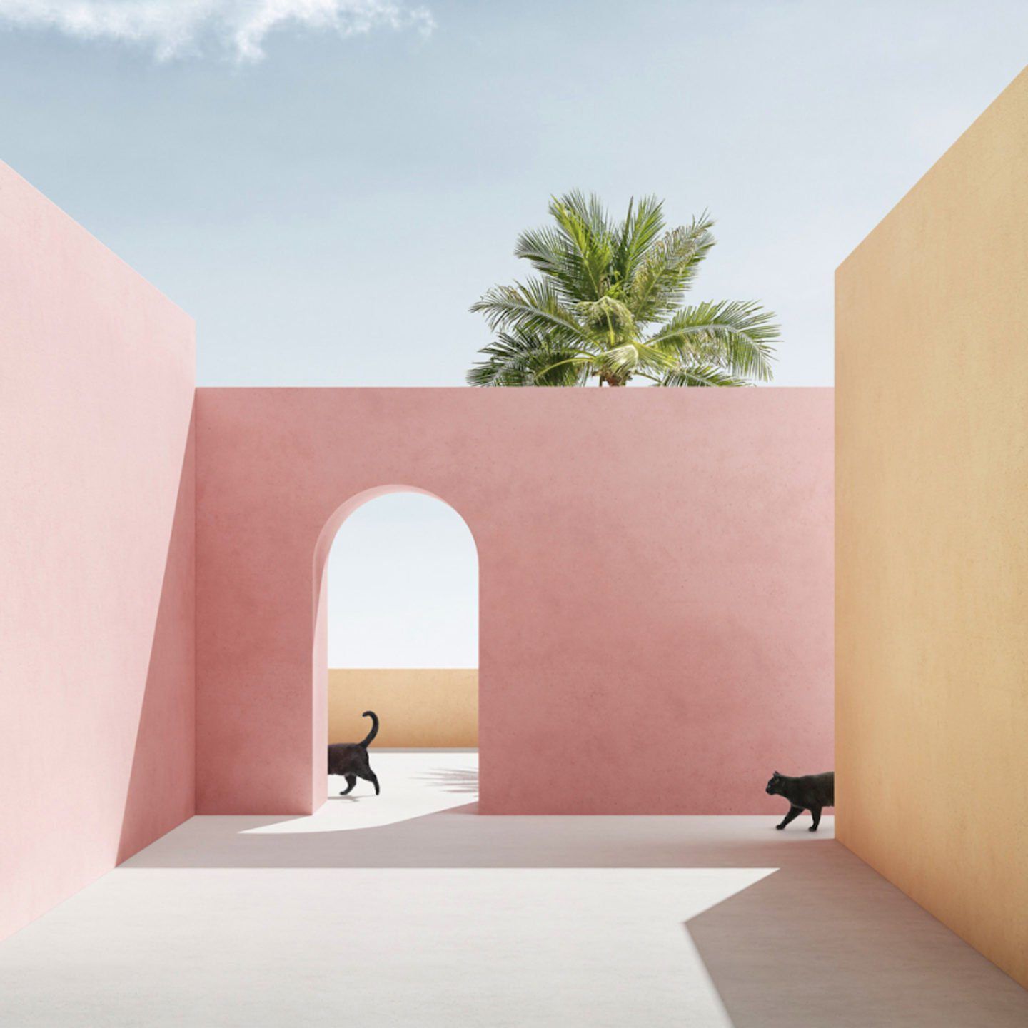 two black cats walking through a pink building