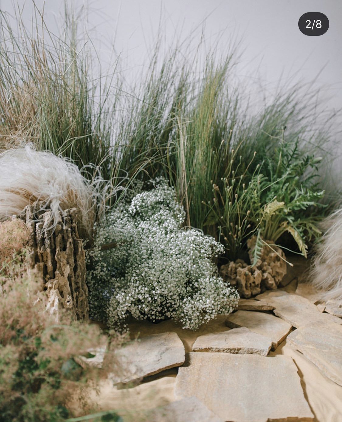 a bunch of plants that are sitting on some rocks