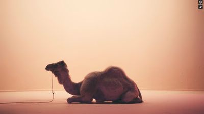 a camel sitting on the ground with a rope in its mouth