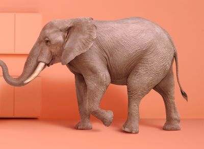 an elephant standing in front of a dresser