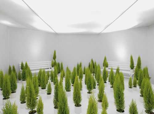 a group of trees in a room with a bench