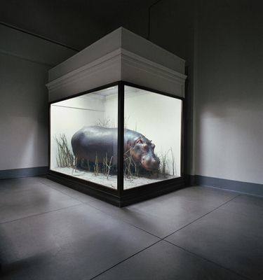 a hippopotamus in a glass box in a room