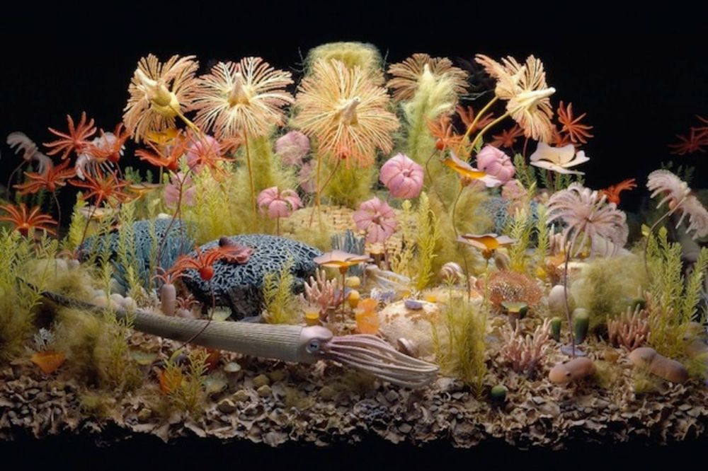 a fish tank filled with lots of different types of fish