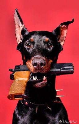 a black and brown dog with a gun in its mouth