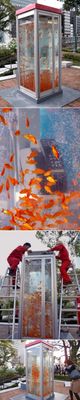 a series of photos of a bus stop with goldfish in the water