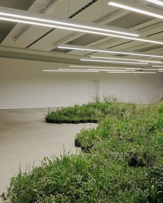 a group of plants that are in a room