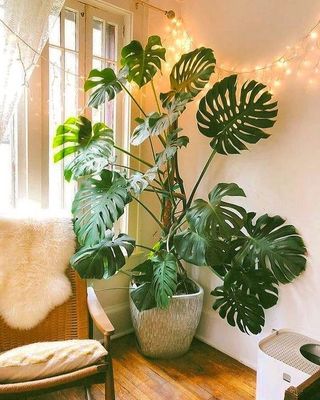 a room with a chair and a plant in it