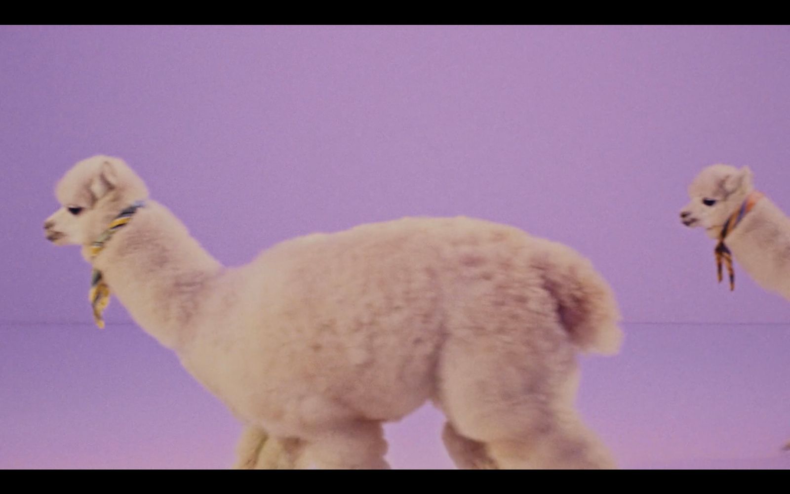 a white llama standing in front of a purple background