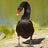 a black bird standing on top of a cement ground