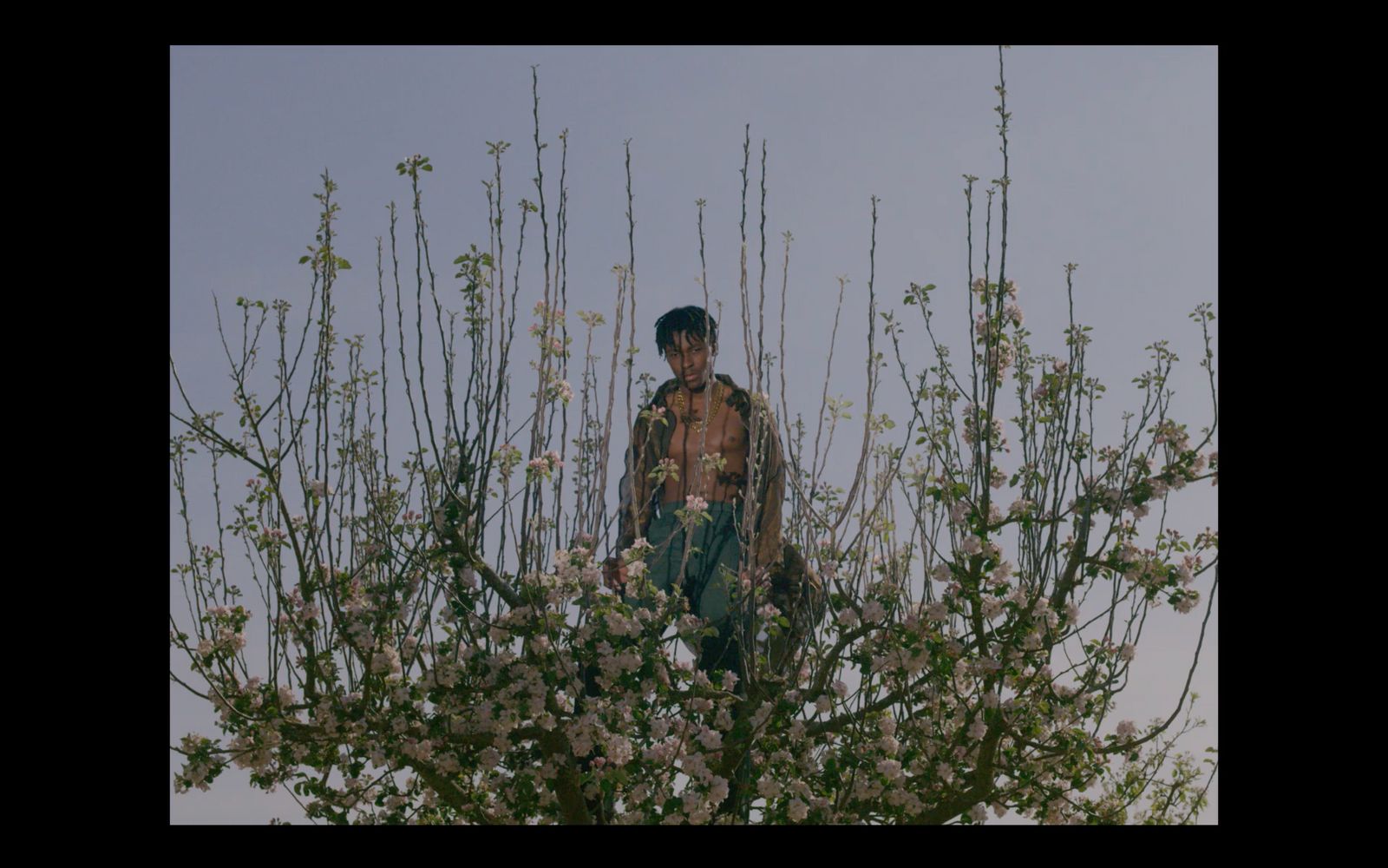 a man standing on top of a tree with white flowers