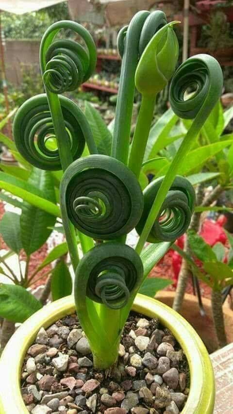 a potted plant with green spirals growing out of it