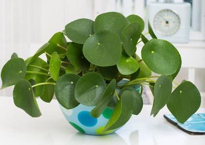 a potted plant sitting on top of a table