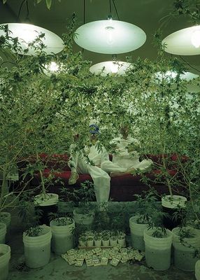 a room filled with lots of potted plants