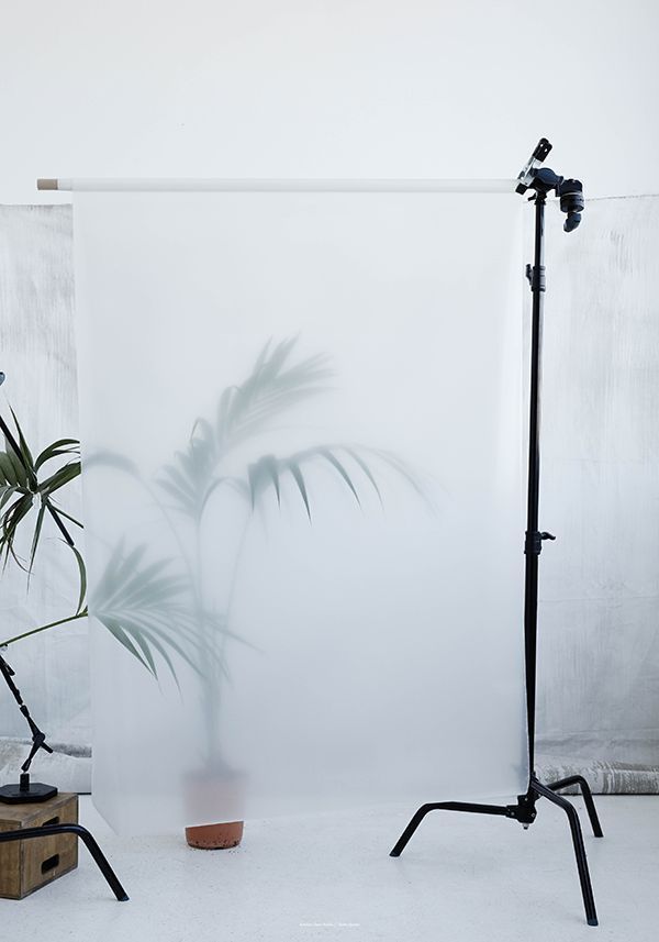 a photo shoot of a potted plant in front of a white backdrop