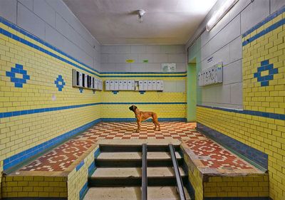 a dog standing on a tiled floor next to a set of stairs