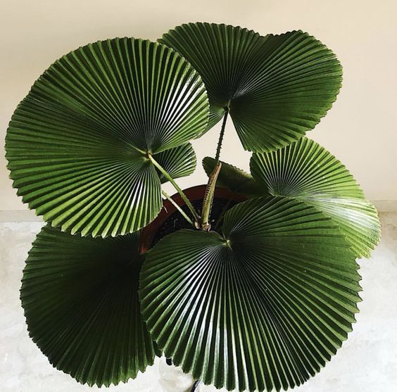 a large green leafy plant in a brown pot