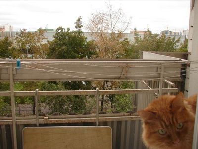 an orange cat sitting on top of a metal structure