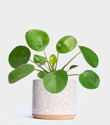 a potted plant with green leaves in it