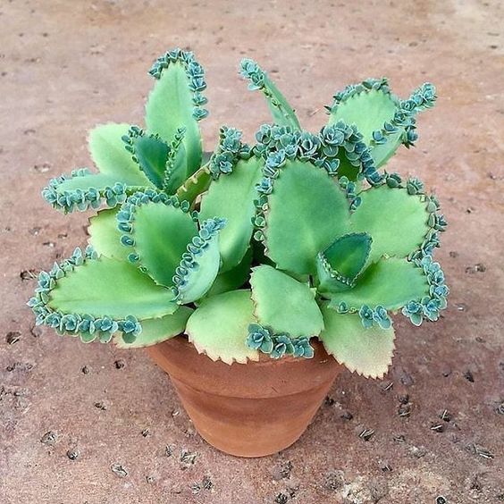 a small potted plant with green leaves