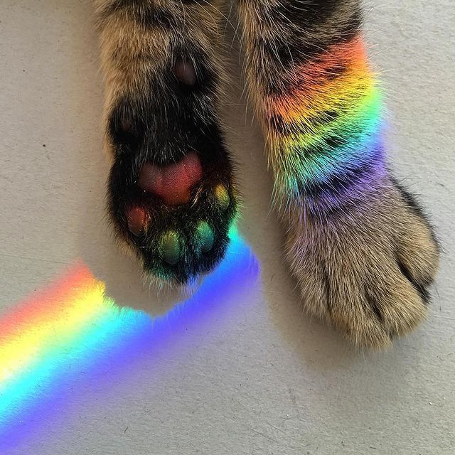 a dog's paw with a rainbow painted on it