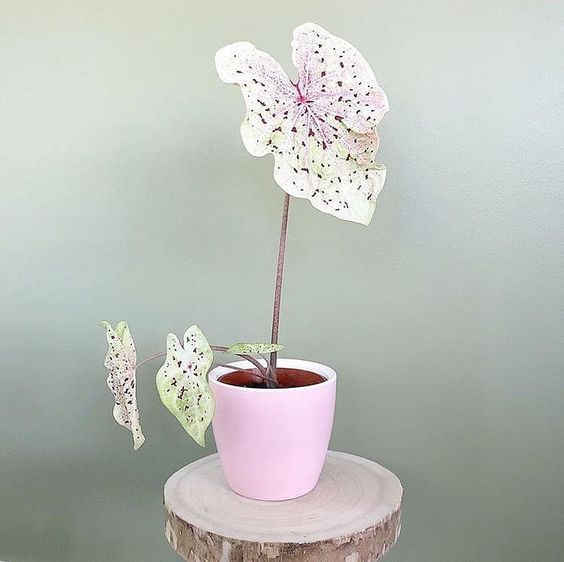 a potted plant with a flower on top of a tree stump