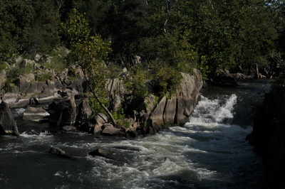 a river running through a lush green forest